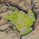 Coloured pencil drawing of Coloured pencil drawing of Grey Tree Frog on bark