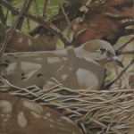 Coloured pencil drawing of a Mourning Dove on nest