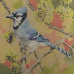 Coloured pencil drawing of Blue Jay in Sweetgum tree