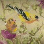 Coloured pencil drawing of an American Goldfinch pair