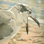 Coloured pencil drawing of Laughing Gull