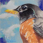 Coloured pencil drawing of American Robin against deep blue sky