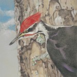 Coloured pencil illustration of a Pileated Woodpecker on tree