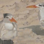 Royal Terns DETAIL