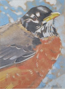 Robin Red Breast